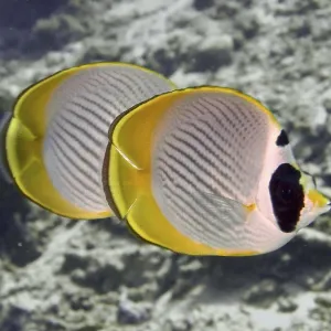 Two symmetrical fish with yellow edges