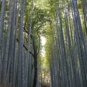 Symmetrical view through tall bamboo forest with a curved tree