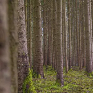 Symmetrically arranged trees in a green forest with moss