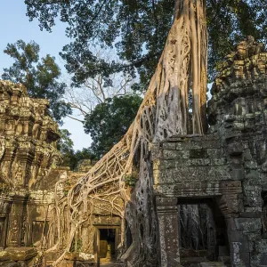 Ta Prohm, Angkor Wat, Angkor, UNESCO World Heritage Site