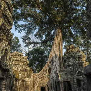 Ta Prohm, Angkor Wat, Angkor, UNESCO World Heritage Site