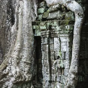 Ta Prohm Temple Print with Giant Banyan Tree