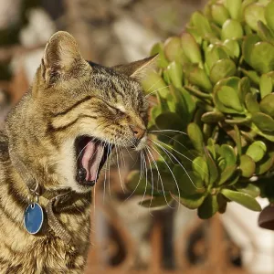 Tabby cat with blue collar yawning next to a terracotta pot
