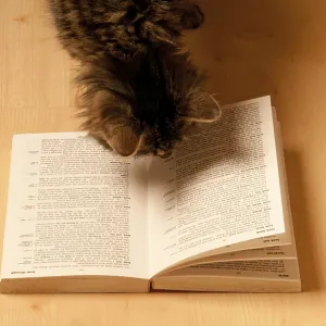 A tabby cat curiously looks at an open book on a wooden floor A tabby cat curiously looks at an open book on a wooden floor