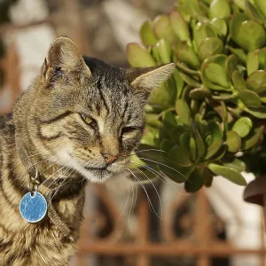 Tabby cat looks thoughtfully next to a pot with green plants