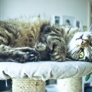 A tabby cat relaxing on a cat tree with a curious gaze A tabby cat relaxing on a cat tree with a curious gaze