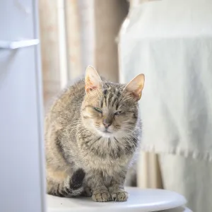 A tabby cat with squinting eyes sits relaxed in a sunlit room A tabby cat with squinting eyes sits relaxed in a sunlit room