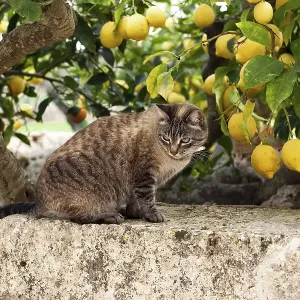 Tabby felidae (Felis catus) photographed from the side sitting on old wall under lemon tree observed surroundings