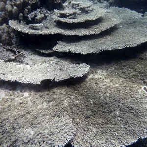 Table coral (Acropora cytherea)