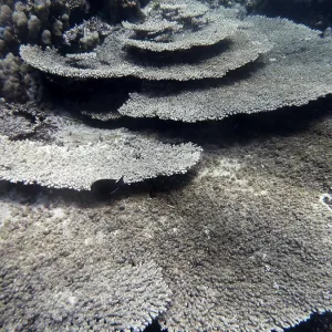 Table Coral Print, Red Sea, Egypt Table Coral Print, Red Sea, Egypt