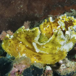 Taenianotus triacanthus Print - Pidada Reef, Bali Taenianotus triacanthus Print - Pidada Reef, Bali