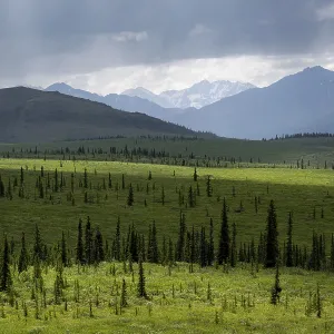 Taiga and tundra, mountain landscape of the Alaska Range with dramatic cloudy sky