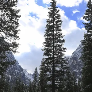 Un conifère imposant se tient seul sur un chemin entouré de montagnes et de nuages, Fischleinbachtal, Dolomites, Sud Tyrol, Alpes orientales, Italie.