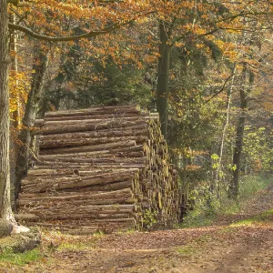 A tall pile of tree trunks stands next to a forest path A tall pile of tree trunks stands next to a forest path