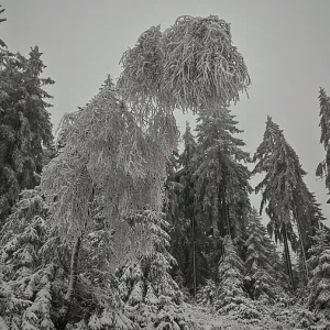 Tall, snow-covered trees in a thick winter forest Tall, snow-covered trees in a thick winter forest