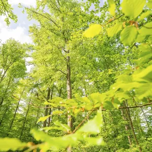 A tall tree with glowing leaves in the sunlight A tall tree with glowing leaves in the sunlight