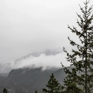 A tall tree stands against mist-covered mountains under an overcast sky A tall tree stands against mist-covered mountains under an overcast sky