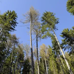 Tall trees with a clear blue sky background create a beautiful forest canopy Tall trees with a clear blue sky background create a beautiful forest canopy