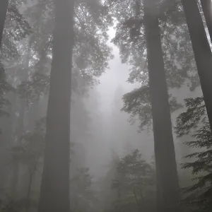 Tall trees, coast redwoods (Sequoia sempervirens)