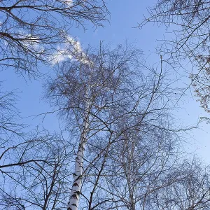 Tall trees in the forest against blue sky background Tall trees in the forest against blue sky background
