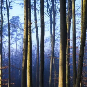 Tall trees in a forest in twilight blue light Tall trees in a forest in twilight blue light