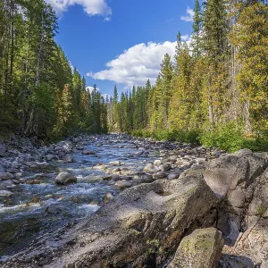 Tall trees lining the banks of the Granby River in southern British Columbia Tall trees lining the banks of the Granby River in southern British Columbia
