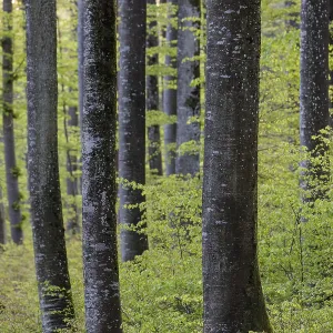 Tall trees with strong trunks and fresh leaves in a dense forest