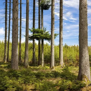 Tall trees in a thick forest with sunshine and shade on the ground