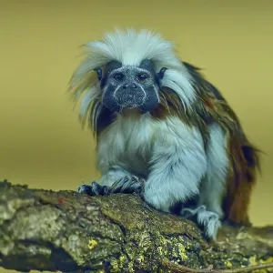 A tamarin monkey sits attentively on a tree trunk