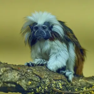 A tamarin monkey sits on a branch with a curious look in a natural environment