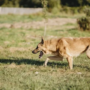 A tan dog walking calmly through a grassy landscape A tan dog walking calmly through a grassy landscape