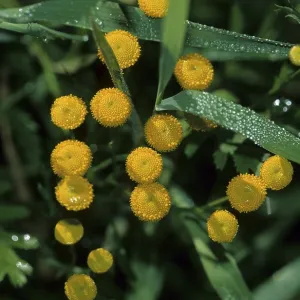 Tansy (Tanatecum vulgare)