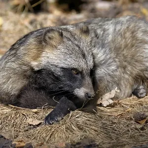 Tanuki