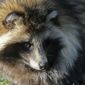 Tanuki