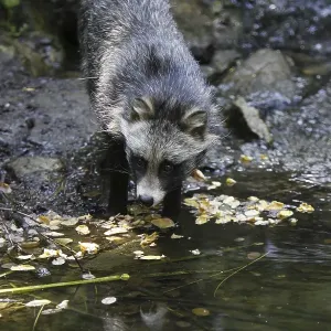 Tanuki