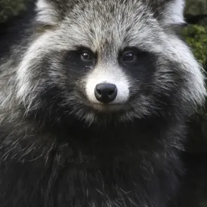 Tanuki
