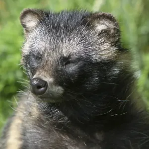 Tanuki