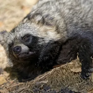 Tanuki