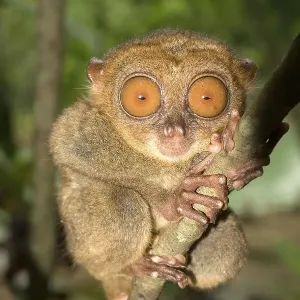 Tarsier Monkey Print from Bohol Philippines Tarsier Monkey Print from Bohol Philippines
