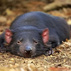 Tasmanian devil, marsupial devil (Sarcophilus harrisii)