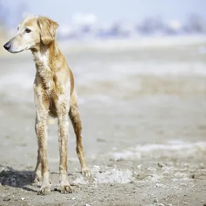 Tazy - Kazakh greyhound dog Tazy - Kazakh greyhound dog