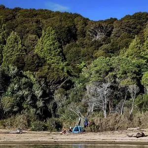 Te Pukatea Bay with a quiet beach and thick forest with blue sky