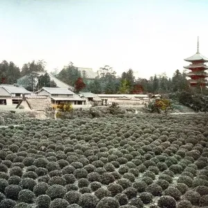 Tea field, Toji Pagoda behind, Kyoto, Japan, Asia