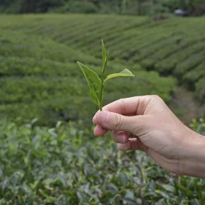 Tea plantation (Camellia sinensis)