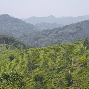 Tea Plantation in the Mountains Print, Western Uganda