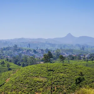 Sri Lankan Tea Plantations and Adams Peak Mountain Print Sri Lankan Tea Plantations and Adams Peak Mountain Print