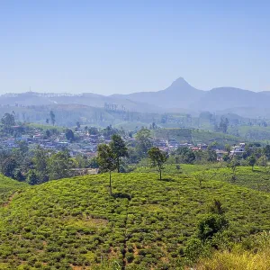 Tea Plantations and Adams Peak, Sri Lanka Print Tea Plantations and Adams Peak, Sri Lanka Print