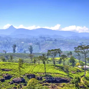 Sri Lanka Tea Plantations and Adams Peak Mountain Print Sri Lanka Tea Plantations and Adams Peak Mountain Print