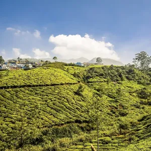 Tea plantations in the mountains near Munnar