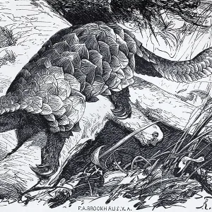 Temminck's pangolin (Manis Temminckii)